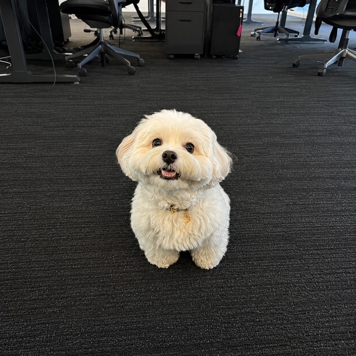 Luna, Bürohund